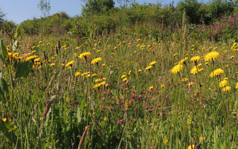 close up of yellow and pink flowers which fill the whole photo